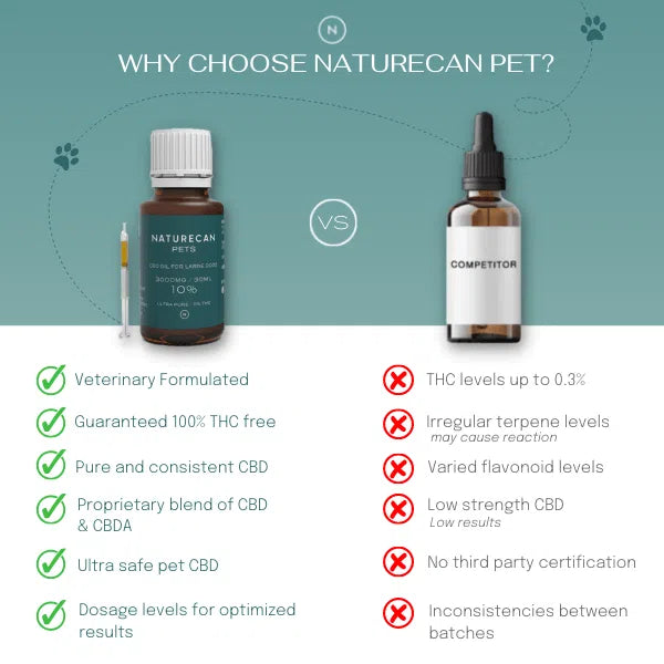 CBD Oil for Cats