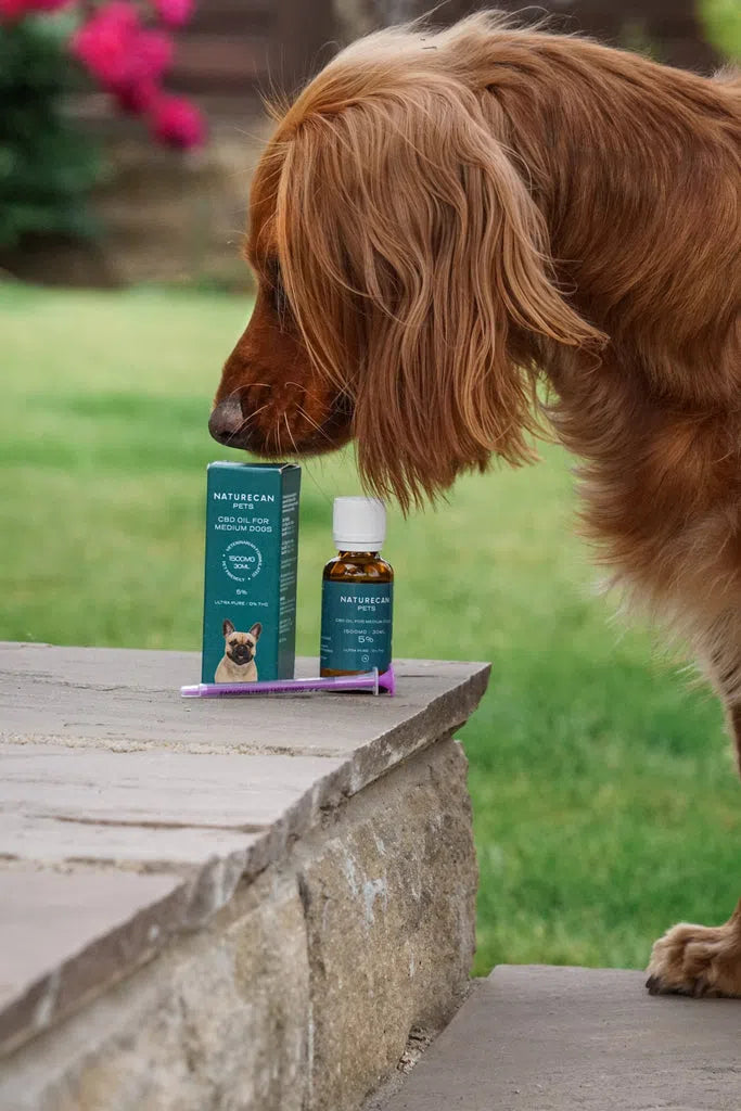 Cocker Spaniel sniffing CBD oil for dogs